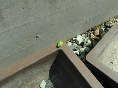 P7020043nm1.jpg