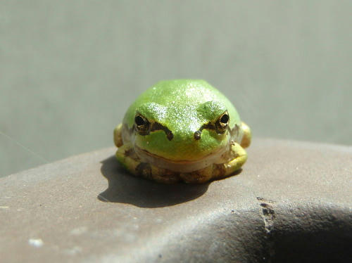 P7020045nm3.jpg