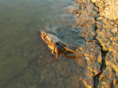 P7010035op13.jpg
