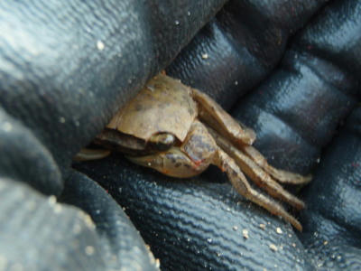 P7020102op18.jpg