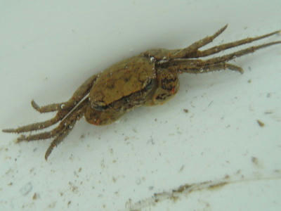 P7020112op21.jpg
