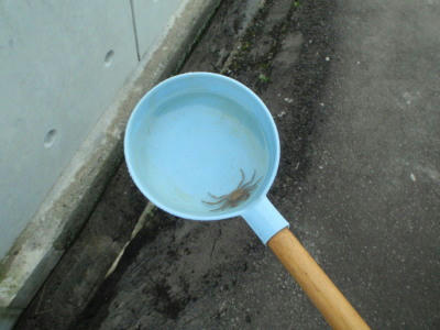 P7020115op22.jpg