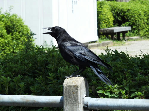 DSCF2148.jpgkl1.jpg