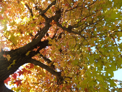 DSCF3768.jpg3.jpg