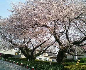 桜