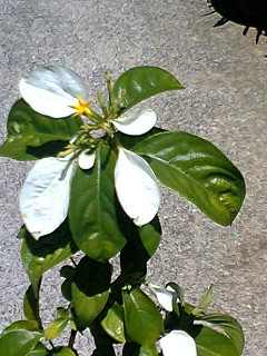 コンロンカの花（ハンカチの木）