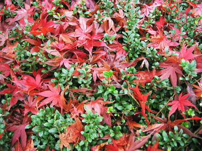 つげの上の散紅葉