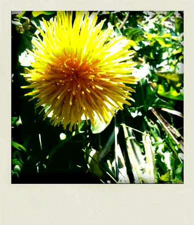 yellow2