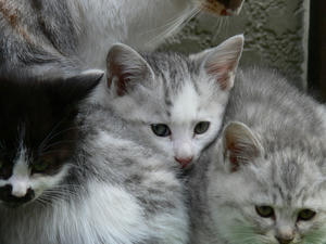 nekodama