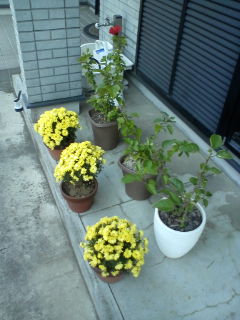 20111117083537.jpg