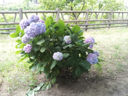 20130607_065848.jpg