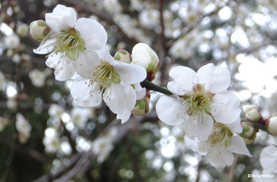 梅の枝・花・蕾（塗り絵編集する前の写真）