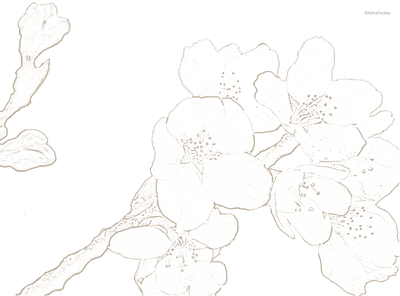 桜の花と蕾 | 塗り絵イメージ