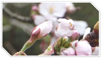 蕾桜 | イメージ