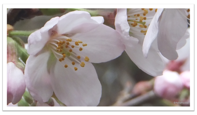 桜の花 | イメージ