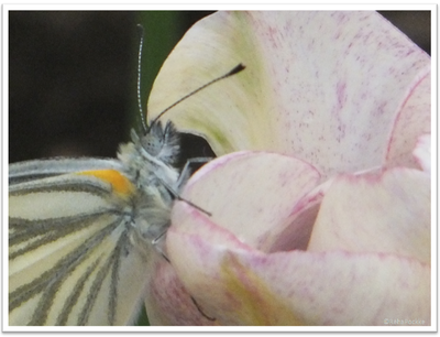 チューリップと蝶 | イメージ