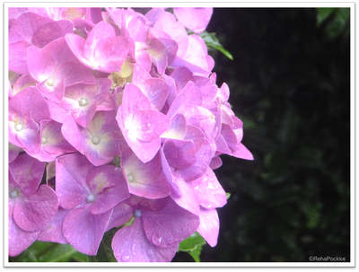 紫陽花（あじさい）と雨の水滴 | イメージ