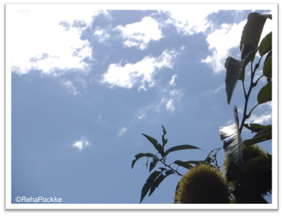 初秋の栗と青空 | 画像イメージ