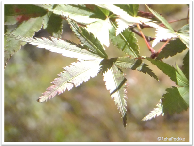 緑のもみじ | 写真画像イメージ