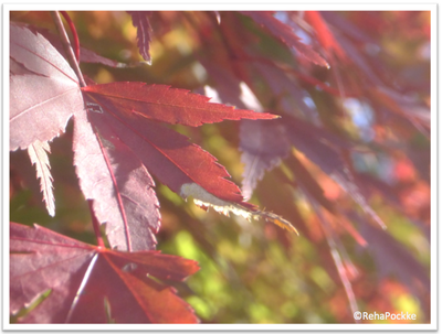 もみじの紅葉 | 写真画像イメージ