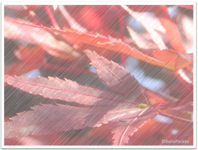 もみじの紅葉 | 写真画像の線画風イメージ