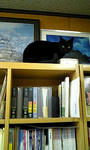 本棚の上のオコゲちゃん