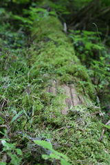 27904847_3298775908s-1.jpg
