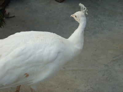 siryou-161.jpg