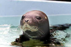 Hooded20seal2.jpg