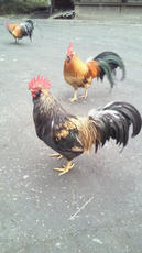 2012030716470001.jpg