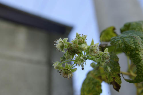 ラズベリーの花
