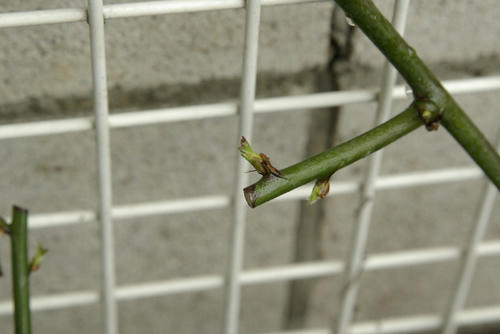 ブラックベリーの新芽