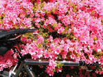 DSCF0051.JPG
