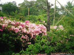 DSCF0161.JPG
