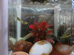 DSC00514.JPG