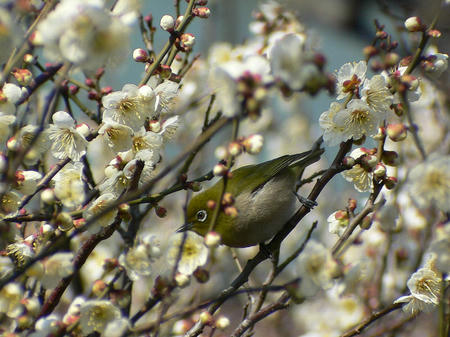 Kujibairin_mejiro_06p2689sv.jpg