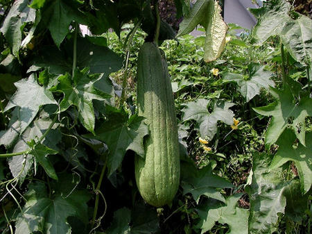 hechima.jpg