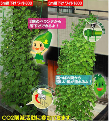 midori.jpg