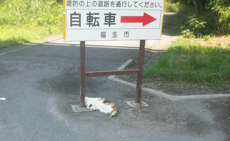 neko2.jpg