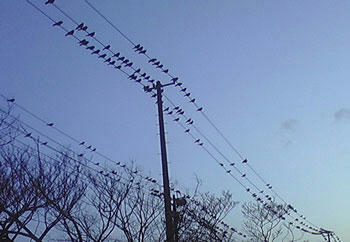 crowes.jpg