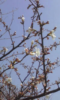 sakura.jpg
