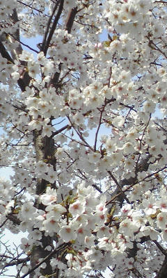 sakura2.jpg