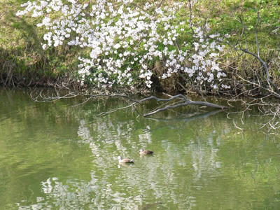 20110417_07.jpg