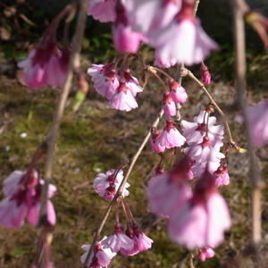 20110417_08.jpg