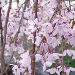 20110417_09.jpg
