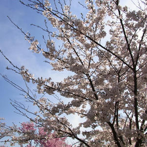 20110417_10.jpg