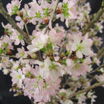 sakura.jpg