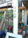 botanica3.jpg