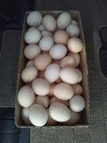 egg.jpg
