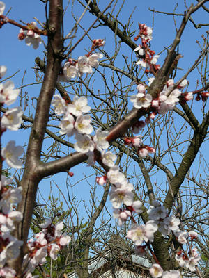 P1020196.jpg